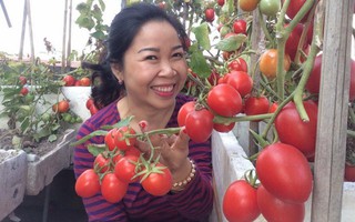 “Đã mắt” khi ngắm giàn cà chua đếm mãi không hết quả trên ban công ở Đông Anh, Hà Nội