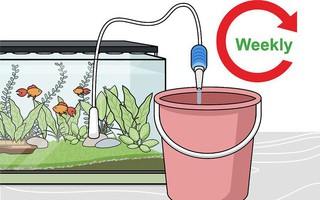Để cá nuôi được khỏe mạnh, đừng bỏ qua việc chăm sóc cây cối đúng cách trong bể thủy sinh