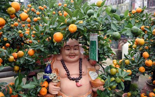 Hà Nội: Quất "khủng" dáng long phụng, không bán chỉ cho thuê giá 50 triệu đồng