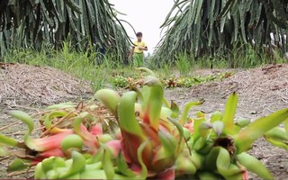 Sau vụ 400 cây quất, 1 tấn thanh long của nông dân Long An bị kẻ gian hái vứt quanh vườn