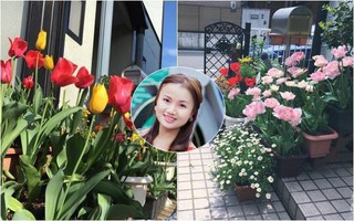 Nàng dâu Việt ở Nhật chỉ cách trồng tulip từ đất để hoa nở rực rỡ đón Tết