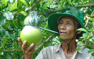 Trái cây miền Tây in chữ "Phúc - Lộc - Thọ" đắt hàng trước Tết