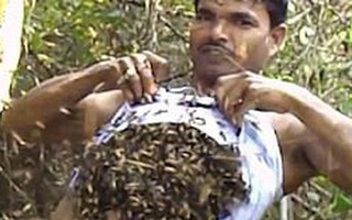 Người đàn ông bốc hàng trăm con ong nhét vào trong áo để thu mật, tự tin tuyên bố miễn nhiễm với nọc ong