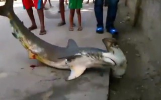 Bị người dân đem ra nghịch ngợm trên phố, con cá mập tội nghiệp giãy giụa rồi chết trong đau đớn