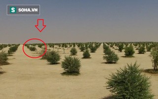 Qatar vô cùng giàu có, nhưng riêng thứ này tỷ lệ sở hữu của họ là 0%!