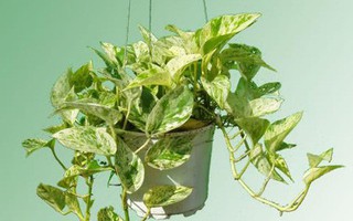 Cây độc: Cây Vạn Niên Thanh hút khí độc, mang tài lộc nhưng chứa độc nguy hiểm