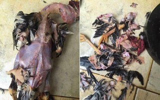 Tết sắp đến rồi, soi tổng tập những pha mổ gà, vịt thảm họa này để tránh lặp lại sai lầm nhé các mẹ