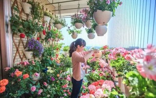 Ban công chỉ rộng vỏn vẹn 7m² nhưng tràn ngập hoa đẹp như cổ tích của bà mẹ "bỉm sữa" 2 con