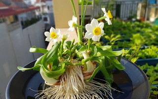 Hoa thuỷ tiên - loại hoa đẹp tinh tế không thể thiếu trong trang trí nhà mỗi dịp Tết đến Xuân về