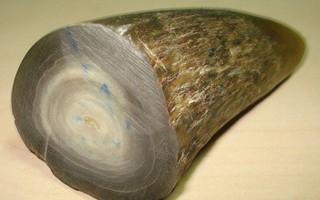 Thực hư tác dụng của sừng tê giác?