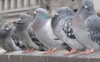 Chim bồ câu "bậy" trong bệnh viện, 2 bệnh nhân thiệt mạng