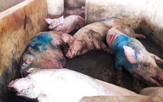 Dịch lở mồm long móng lan rộng khắp cả nước, chuyên gia cảnh báo cẩn thận rước bệnh đầu năm