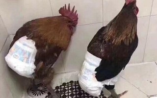 Nỗi lòng nhà thành phố khi được biếu gà quê ăn Tết - bức ảnh "hot" nhất MXH hôm nay