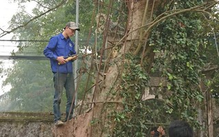 Chùm ảnh: Người dân hạ cây sưa trăm tỷ để “ăn Tết cho ngon"