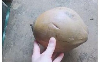 Không biết bổ dừa cũng nhắn tin hỏi chồng, nhưng chi tiết khiến chị em cười sái hàm là ảnh chụp của cô vợ