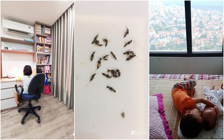 Các gia đình ở Hà Nội chia sẻ những mẹo nhỏ nhưng vô cùng hiệu quả giúp nhà bạn tránh xa kiến ba khoang