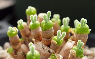 10 loài cây mọng nước xinh xắn vô cùng, bạn cần sắm ngay để trang trí nhà
