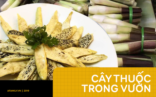 Chuyên gia đông y mách bạn tận dụng loại củ “mọc bờ mọc bụi” để vừa ăn ngon vừa chữa bệnh trong mùa thu này