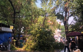 Hà Nội: Trời đổ mưa giông bất ngờ khiến cây cối ngã nằm la liệt trên đường sau buổi sáng nắng gay gắt