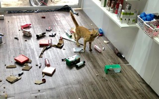 Đang yên đang lành, trần thạch cao bất ngờ sập vì... mèo rơi