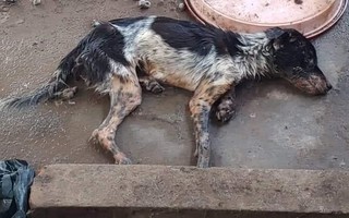 Cô gái trẻ đẹp núp bóng cứu hộ động vật để kêu gọi quyên góp rồi bỏ mặc nhiều chú chó chết trong căn nhà đầy chất thải