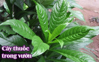 Cứ lấy 1 nắm lá xương sông làm theo cách này thì ho, viêm họng lâu đến mấy cũng khỏi nhanh mà không cần dùng thuốc