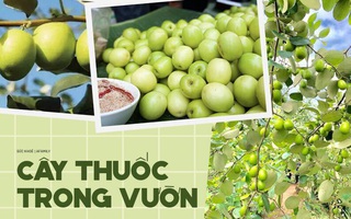 Loại quả giòn tan, nhiều vitamin gấp 10 lần cam, quýt này đang vào mùa: Hãy tranh thủ mua về ăn và tận dụng chữa vô số bệnh
