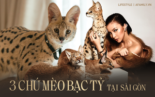 Trang Hà - Cô gái mang những "chú mèo" trị giá hàng tỷ đồng về Việt Nam và tiết lộ trào lưu nuôi thú cưng mới của giới đại gia và siêu giàu tại Sài Gòn