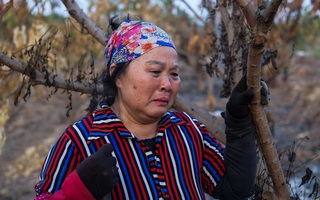 Hưng Yên: Xót xa hàng trăm cây ăn quả bị kẻ gian đốt trụi
