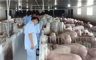 Giá thịt lợn tăng cao, Bộ NN&PTNT chỉ đạo xử lý, bình ổn thị trường