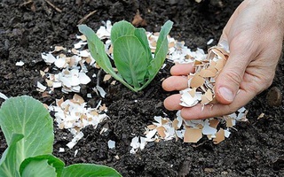 7 tác dụng bất ngờ đến khó tin của vỏ trứng trong việc làm vườn