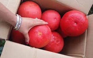Cơn sốt bưởi đỏ dịp cận Tết: Chuyên gia giải đáp tường tận về nguồn gốc và giá trị dinh dưỡng 