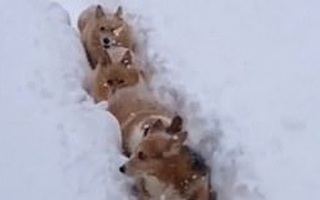 Khoảnh khắc đàn chó Corgi chật vật nối đuôi nhau mò mẫm trong lớp tuyết dày khiến dân mạng thòng tim vì đáng yêu hết nấc