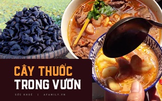 Loại củ xù xì, xấu xí nhưng có thể tận dụng để chữa nhiều bệnh, thậm chí cả ung thư cũng rất hiệu quả