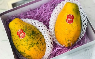 Đi máy bay về Việt Nam, đu đủ Nhật có giá chát cả triệu/kg vẫn hot