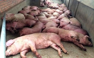 Dịch tả lợn châu Phi bùng phát ở Việt Nam: Tuy không lây bệnh trực tiếp ở người nhưng vẫn gián tiếp gây bệnh theo cách này
