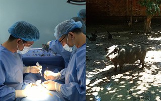 Bình Phước: Vào chuồng chăm heo con mới sinh, người đàn ông bị heo mẹ táp suýt mất "của quý"