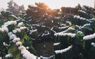 Đẹp ngỡ ngàng khung cảnh Gia Lai mùa cà phê nở rộ, đứng giữa rẫy mà tưởng đang du lịch châu Âu