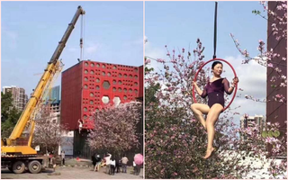 Khi chị em "chơi lớn": Đầu tư hẳn cần cẩu để chụp ảnh với hoa ban, dân mạng không muốn trầm trồ cũng không được