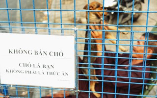 Tấm bảng "Chó là bạn, không phải thức ăn" của người đàn ông 20 năm bầu bạn với những chú chó ngoài đường phố Sài Gòn