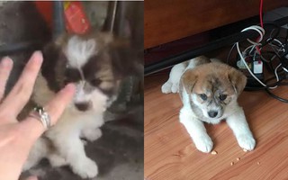 Mua hàng online được nâng lên một "tầm cao" mới: Mua chó Poodle lai Nhật giá triệu rưỡi, nhận về chó ta 1 tháng tuổi