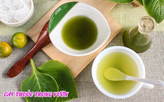 Mách các mẹ cách chữa ho, cảm dứt điểm cho trẻ nhờ loại cây dễ sống, chỉ cần để ngoài ban công 