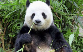 Giải oan cho chị gấu trúc giả vờ có bầu để được ăn sung mặc sướng: Sự thật đáng buồn hơn bạn tưởng