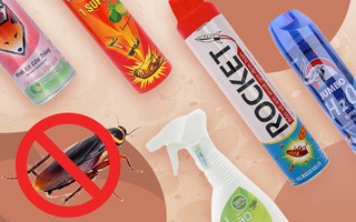 Review cực nhanh các loại bình xịt côn trùng để xử lý loài gián Đức khó nhằn