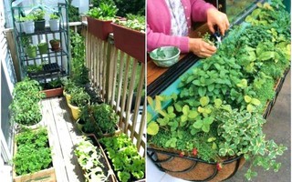 Ngắm những không gian xanh đẹp mê hoặc giữa lòng đô thị