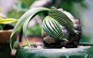 Làm sạch không khí trong nhà bằng cách trồng các loại cây xanh quen thuộc  