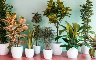 Cải thiện chất lượng không khí trong nhà nhờ những mẹo dọn dẹp nhà cửa dưới đây