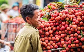 Dù vải thiều Bắc Giang năm nay mất mùa, nông dân vẫn vui như trẩy hội vì bán được giá cao