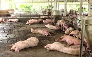 Xuất hiện ổ dịch tả heo châu Phi đầu tiên ở TP.HCM