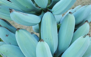 Ngỡ ngàng với chuối xanh da trời hơn 2 triệu đồng/nải